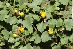 Perityle rupestris rupestris