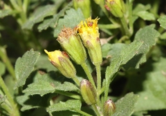 Perityle rupestris rupestris