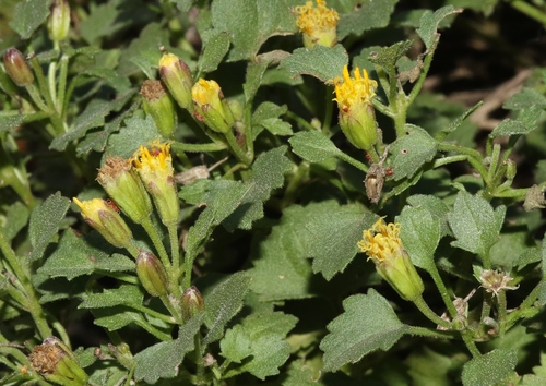 leafy rockdaisy (Perityle rupestris var. rupestris)