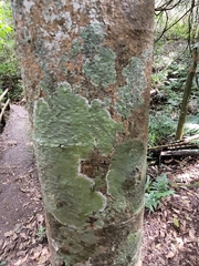 Herpothallon rubrocinctum