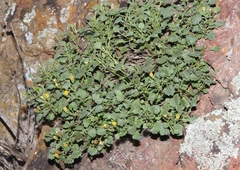 Perityle rupestris rupestris