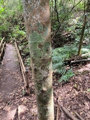 Herpothallon rubrocinctum