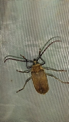 Acanthinodera cumingii