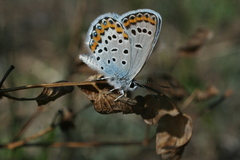 Plebejus argyrognomon