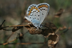 Plebejus argyrognomon