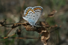 Plebejus argyrognomon