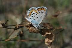 Plebejus argyrognomon