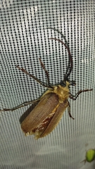 Acanthinodera cumingii