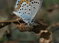 Plebejus argyrognomon