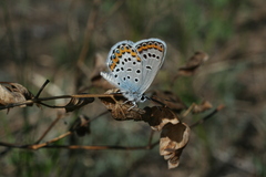 Plebejus argyrognomon