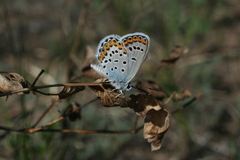 Plebejus argyrognomon