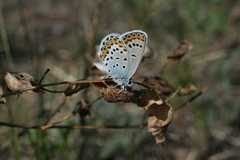 Plebejus argyrognomon