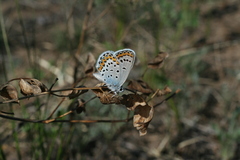 Plebejus argyrognomon