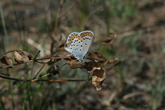 Plebejus argyrognomon