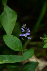 Hebecarpa costaricensis