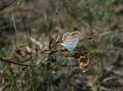 Plebejus argyrognomon