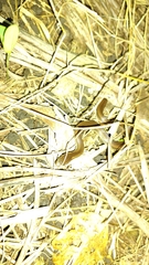 Coniophanes imperialis
