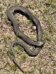 Hemachatus haemachatus