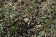 Plebejus argyrognomon