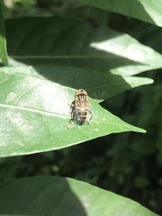 Eristalinus arvorum