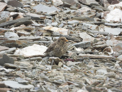 Carpodacus roborowskii