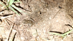 Leptodactylus fragilis