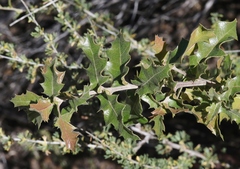 Quercus pungens