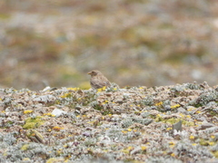 Carpodacus roborowskii