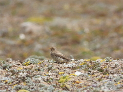 Carpodacus roborowskii