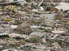 Carpodacus roborowskii