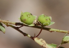 Phyllanthus polygonoides