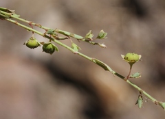 Phyllanthus polygonoides