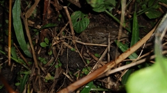 Leptodactylus fragilis
