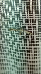 Singularia alternaria