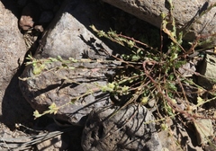 Phyllanthus polygonoides