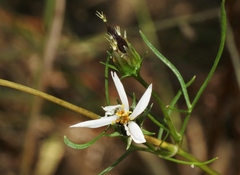 Cosmos parviflorus