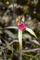 Caladenia fulva