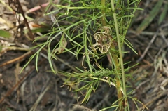 Cosmos parviflorus