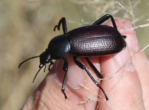 Obscure Darkling Beetle