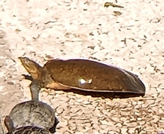 Apalone spinifera emoryi