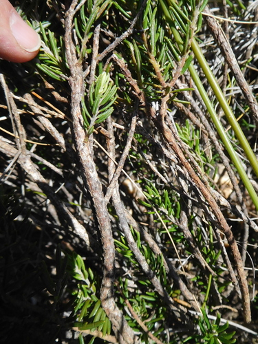 Image of Xiphotheca rosmarinifolia by (c) Charles Stirton, some rights reserved (CC BY-SA)