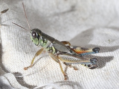 Phoetaliotes nebrascensis