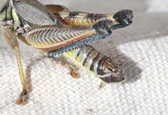 Phoetaliotes nebrascensis