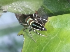 Cosmophasis micarioides