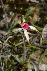Caladenia fulva