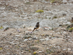 Phoenicurus erythrogastrus