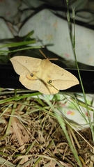 Adetomeris microphthalma