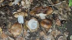 Russula fragrantissima
