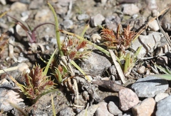 Cyperus squarrosus