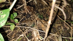 Leptodactylus fragilis